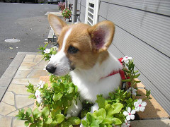 Resize of PICT0808_thumb.jpg